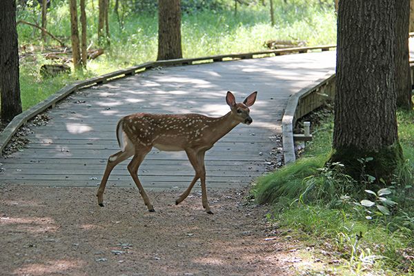 The Trails to Nature 