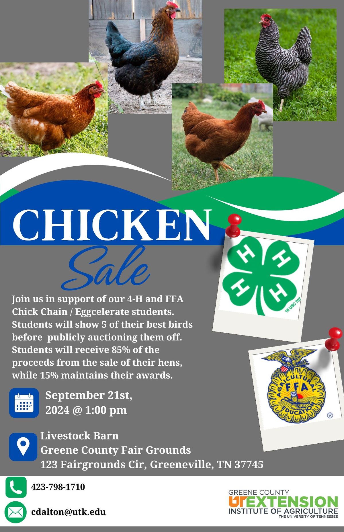 CHICK CHAIN SALE