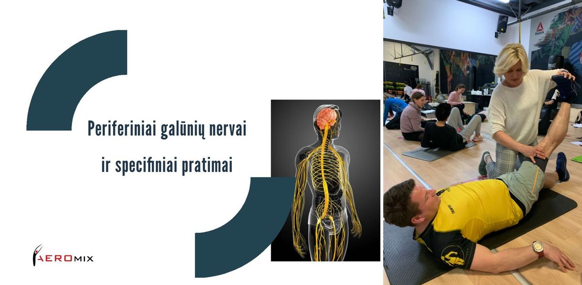 Periferiniai gal\u016bni\u0173 nervai ir specifiniai pratimai