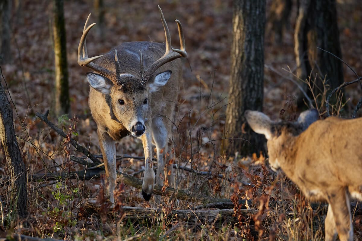 Paul State Forest Rifle Deer Hunt