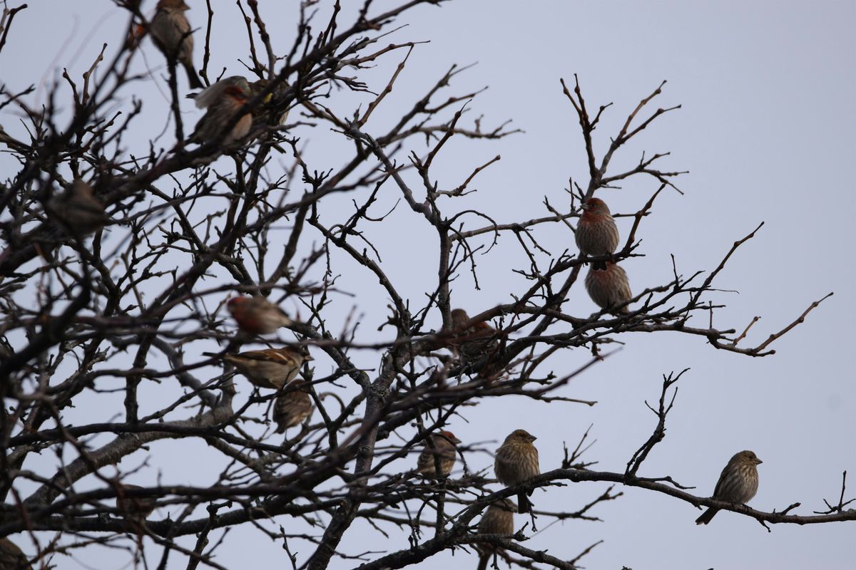 Christmas Bird Count