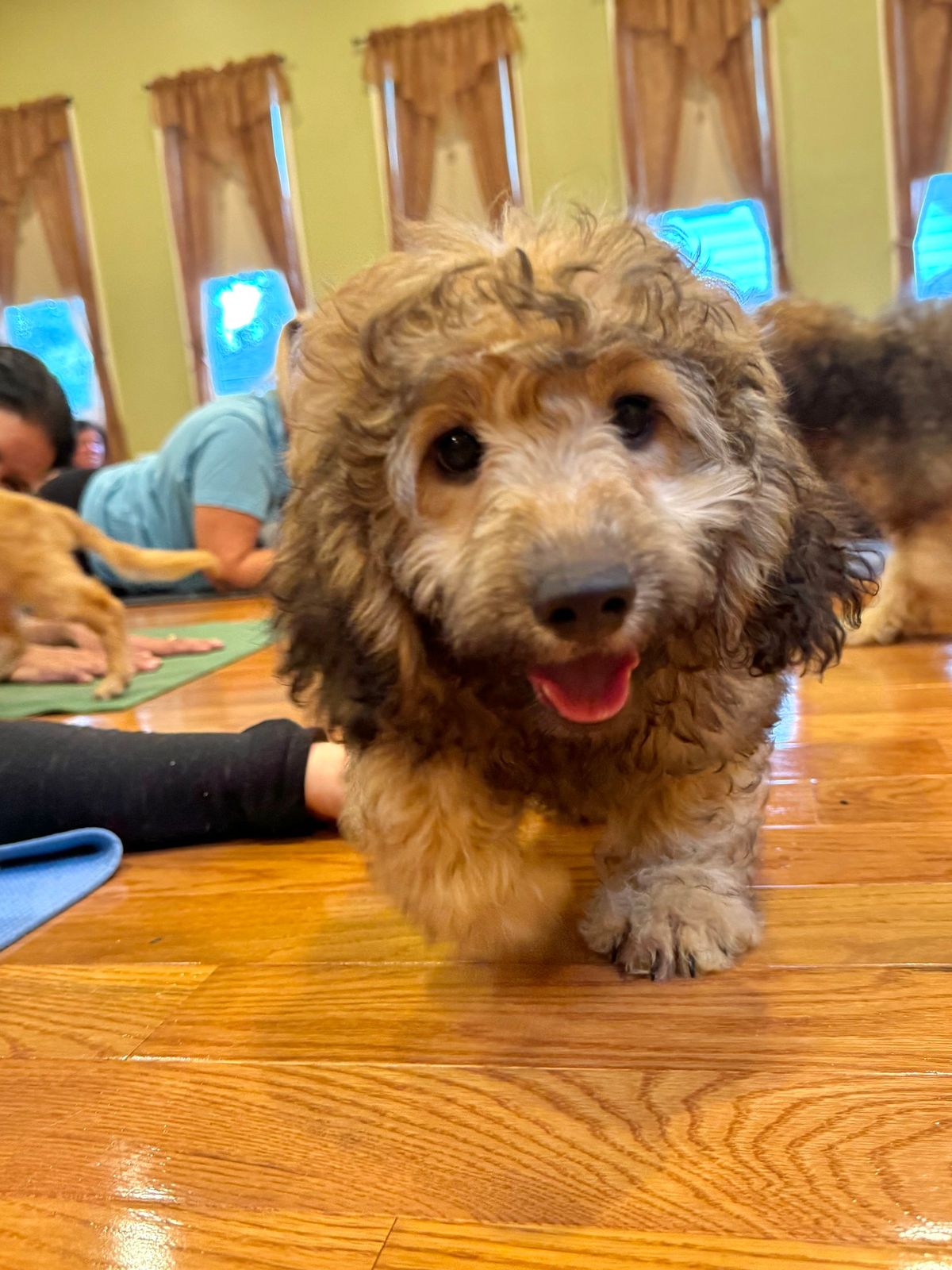 New Year's Day Puppy Yoga