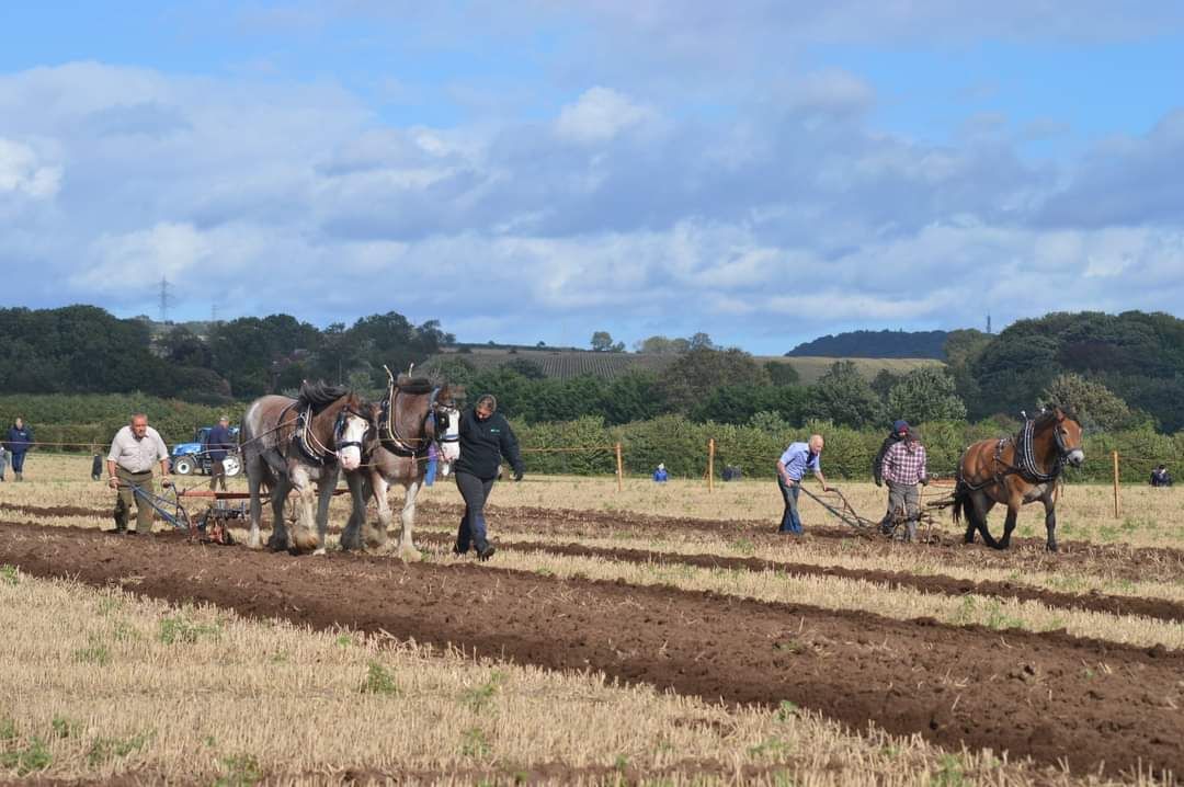 Northern Heavy Horse Society Ploughing Match