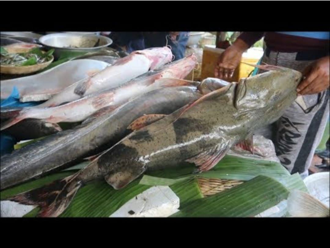 Fishing at Padma River