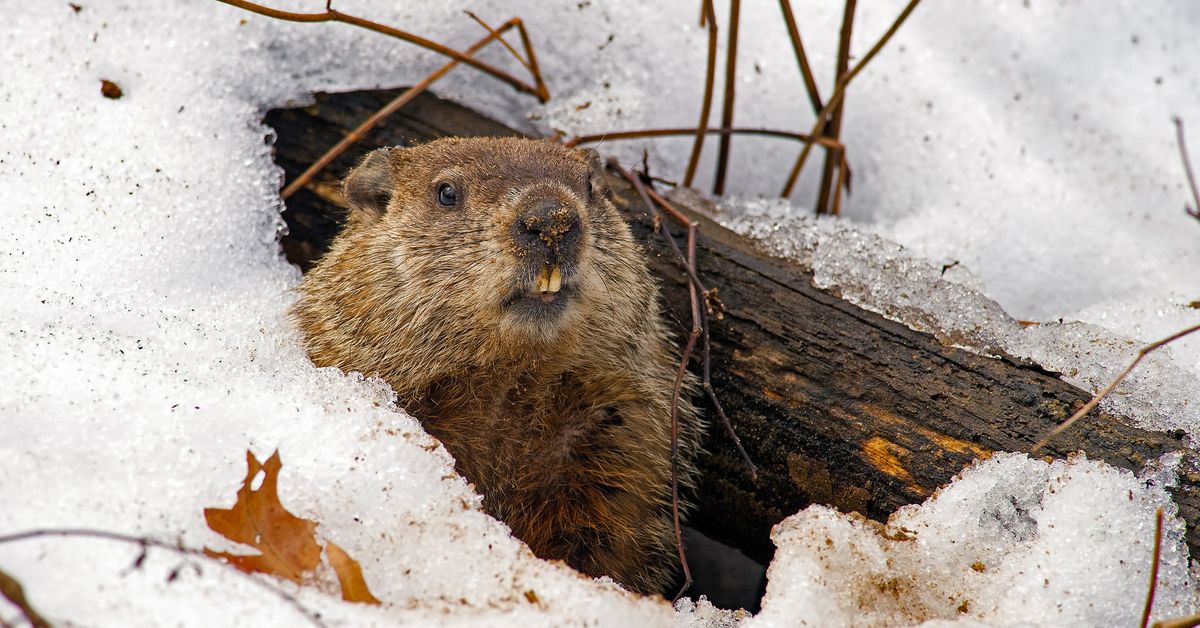 Family Drop in: Groundhogs