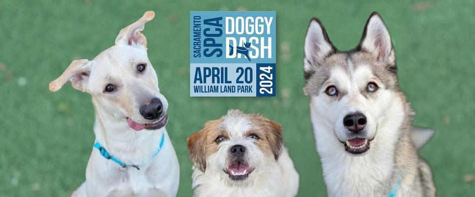 Sacramento SPCA Doggy Dash