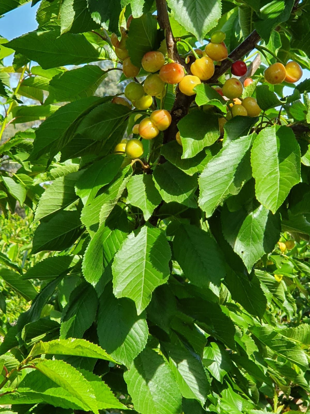 Lyntons Cherry Picking