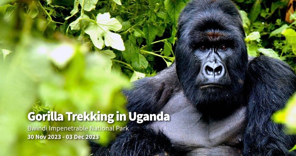 Gorilla Trekking in Uganda - UAE National Holiday