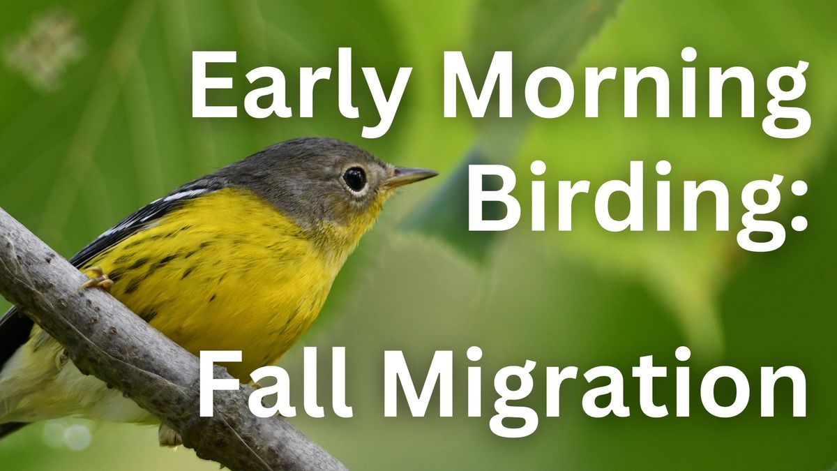 Early Morning Birding: Fall Migration