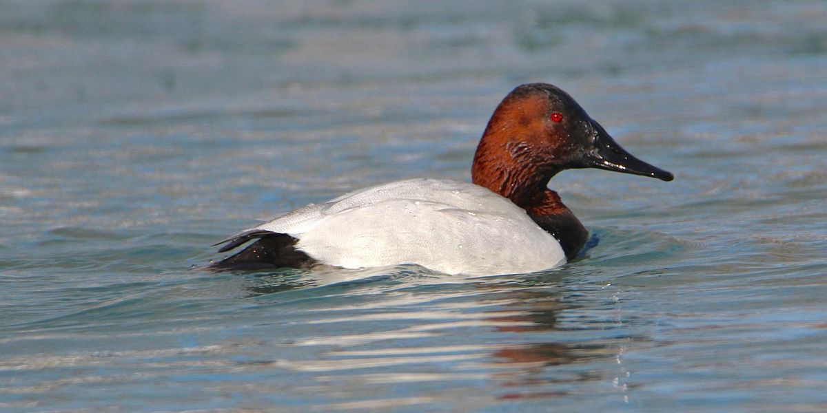 Belle Isle Winter Birding