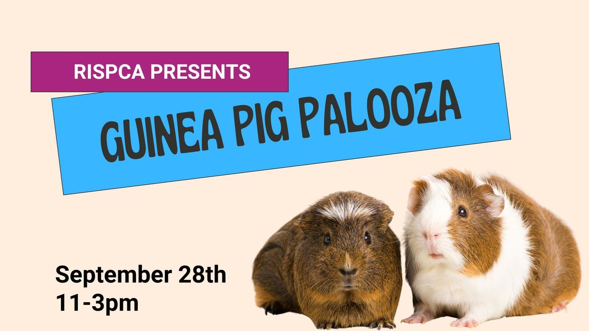 Guinea Pig Palooza