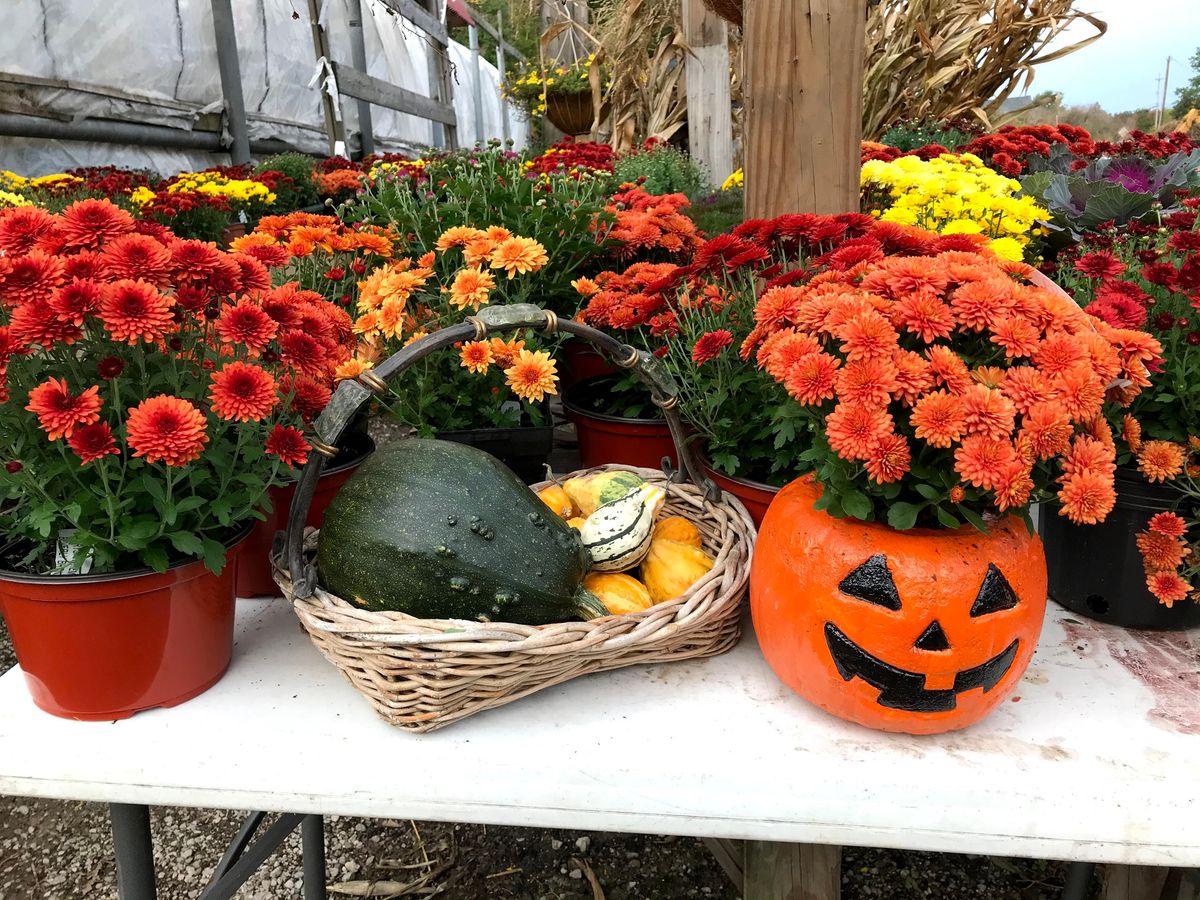 Free Fall Festivities - Pumpkin Decorating, Countdown to Halloween Surprise Weekend