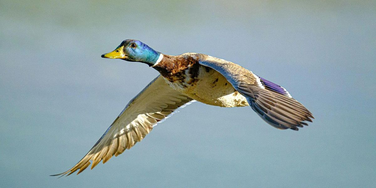 Bird & Nature Photography at The Trailhead at Clearfork, Fort Worth, Texas