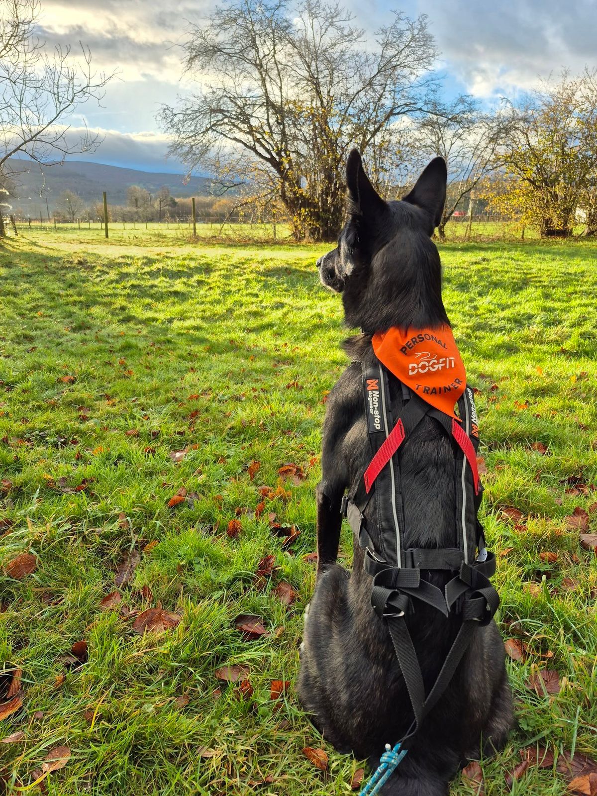 Intro to Canicross - Dolgellau