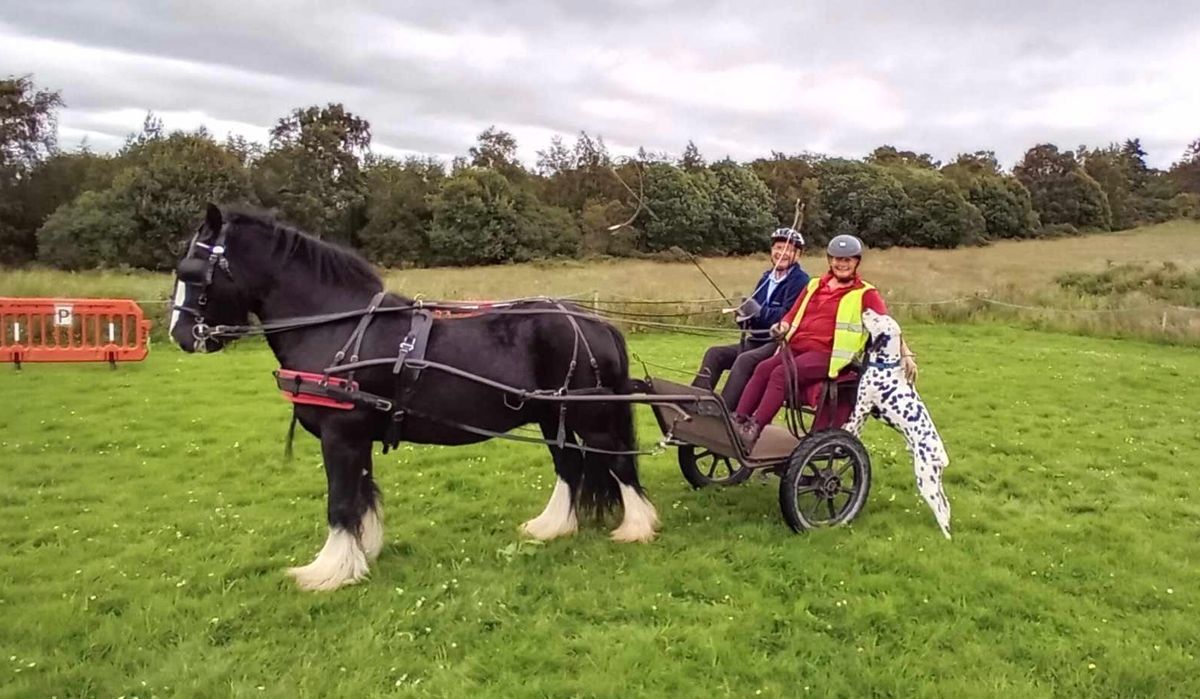 Want to Know More About Carriage Driving