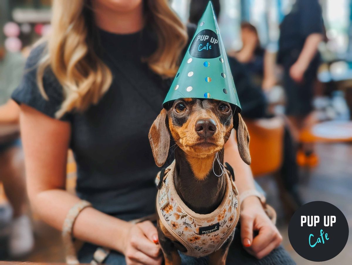 Dachshund Pop Up Cafe - Bristol