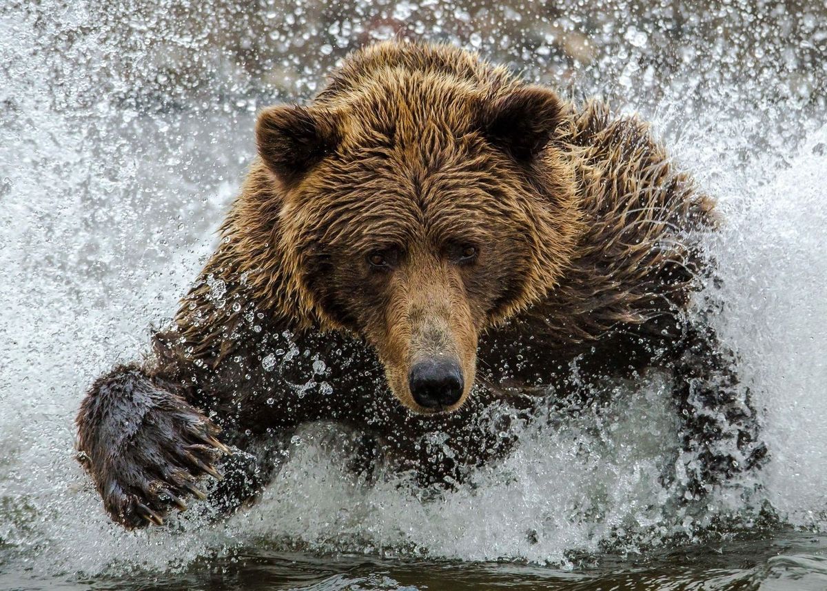 Bear Aware - Anchorage 
