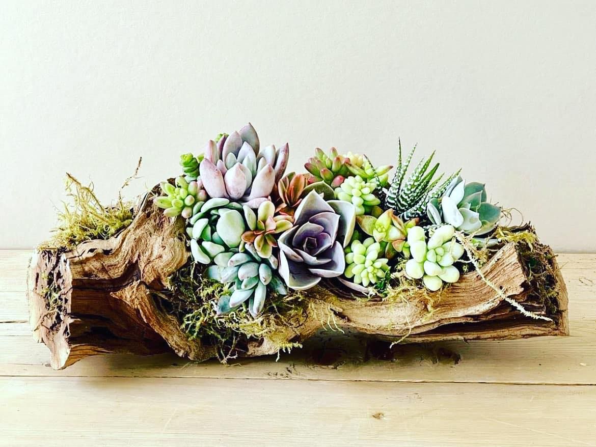 Living Succulent Driftwood Arrangement