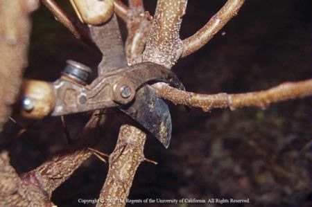 Hands-on Workshop: Dormant Fruit Tree Pruning - San Jose