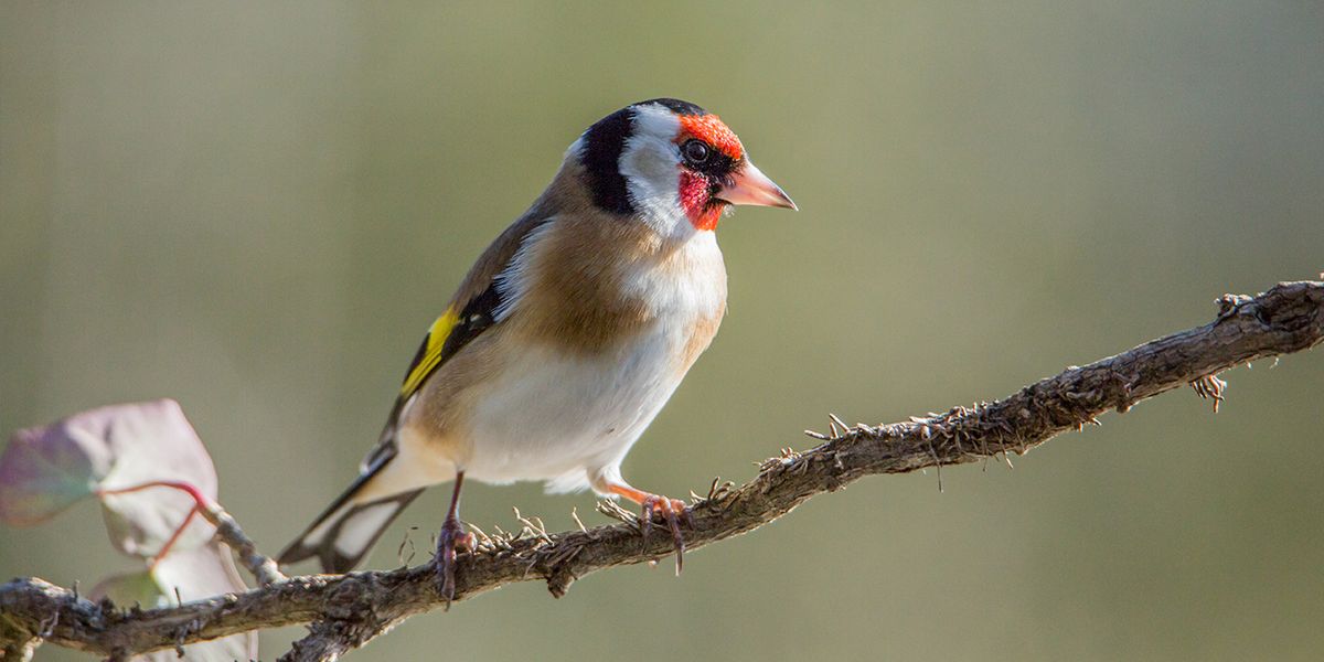 QUI SONT CES OISEAUX  ?