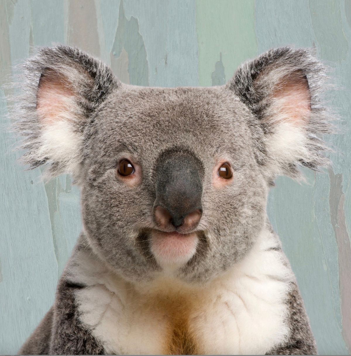 Ballarat Screening: The Koalas film with Special Guest Speakers
