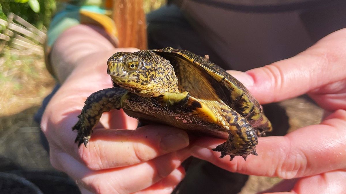 Science Pub: Turtle Talk! Oregon's Western Pond Turtles