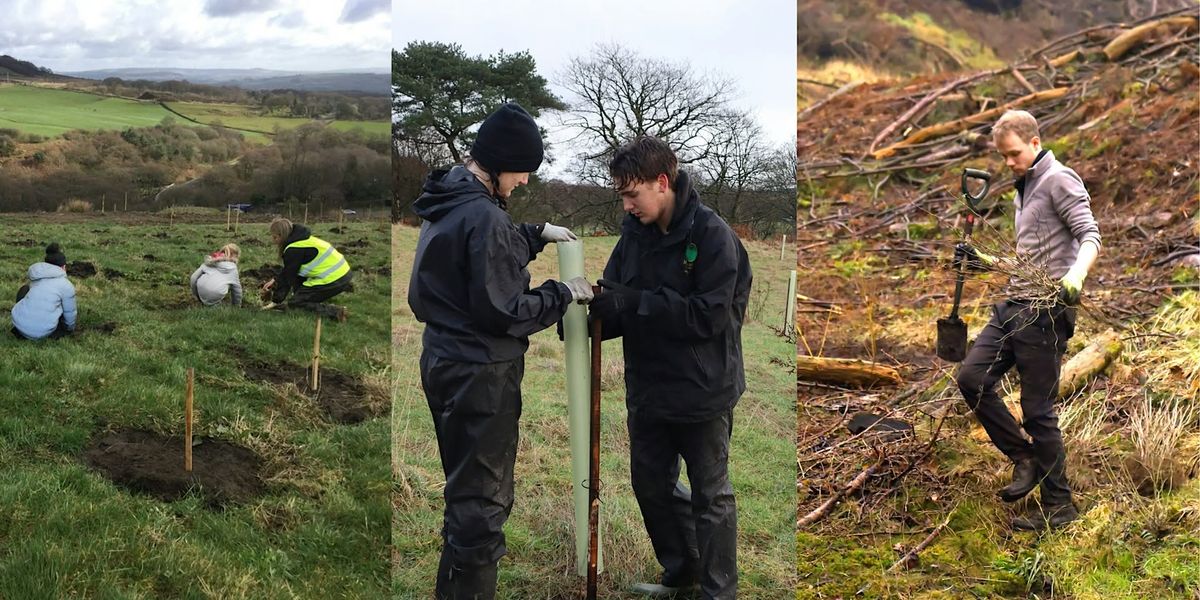 Community tree planting day