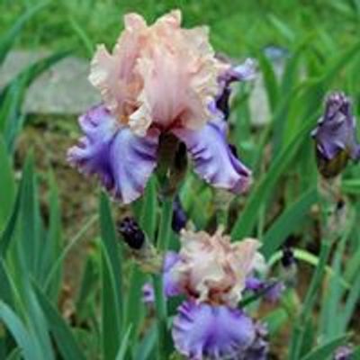 Middle Tennessee Iris Society