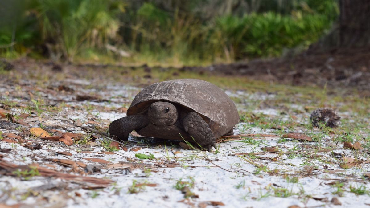 Gopher Tortoise Walk and Talk