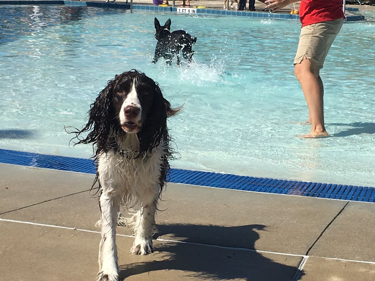 Puppy Paddle Dog Swim