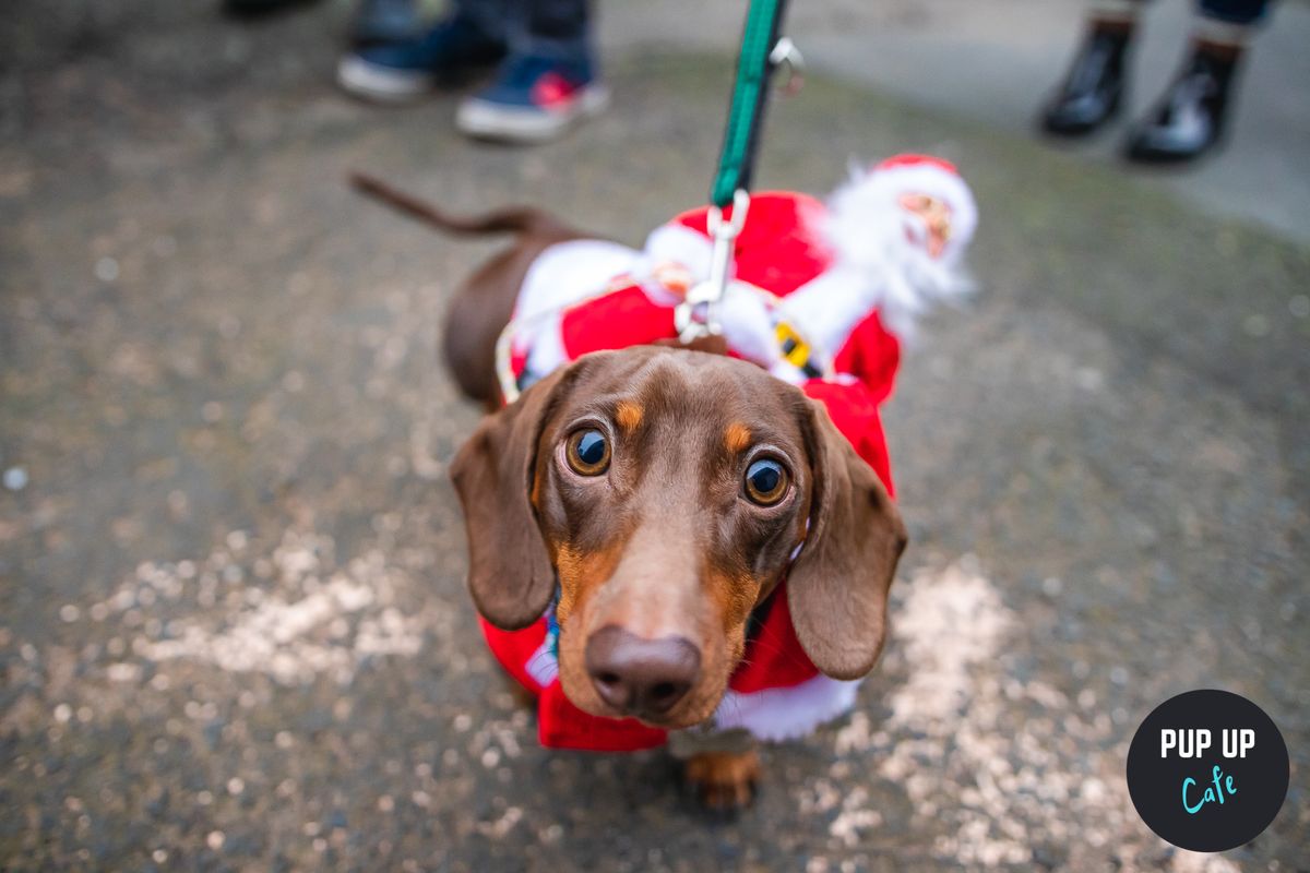 Nottingham - Dashing Dachshund Christmas Tour \ud83c\udf84