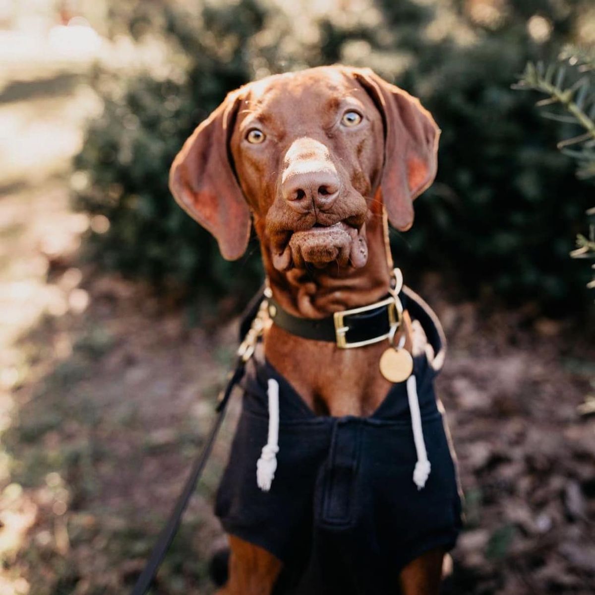 Sunday Velocivizsla Meetups