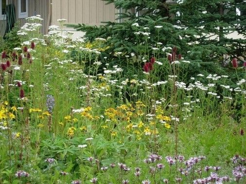 Wildflower Walk