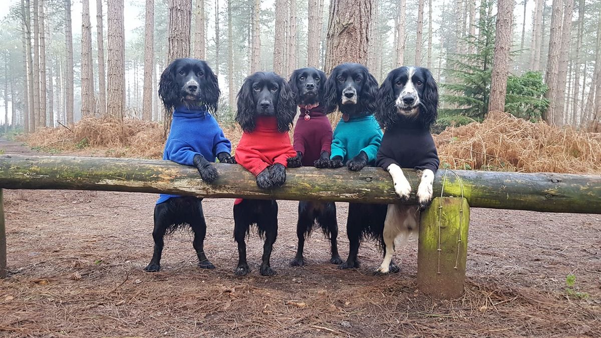 *SOLD OUT-PM TO GO ON WAIT LIST*PROJECT SPANIEL AUTUMN\/WINTER WORKSHOP 4 - TRICKS, TWISTS AND TWIRLS