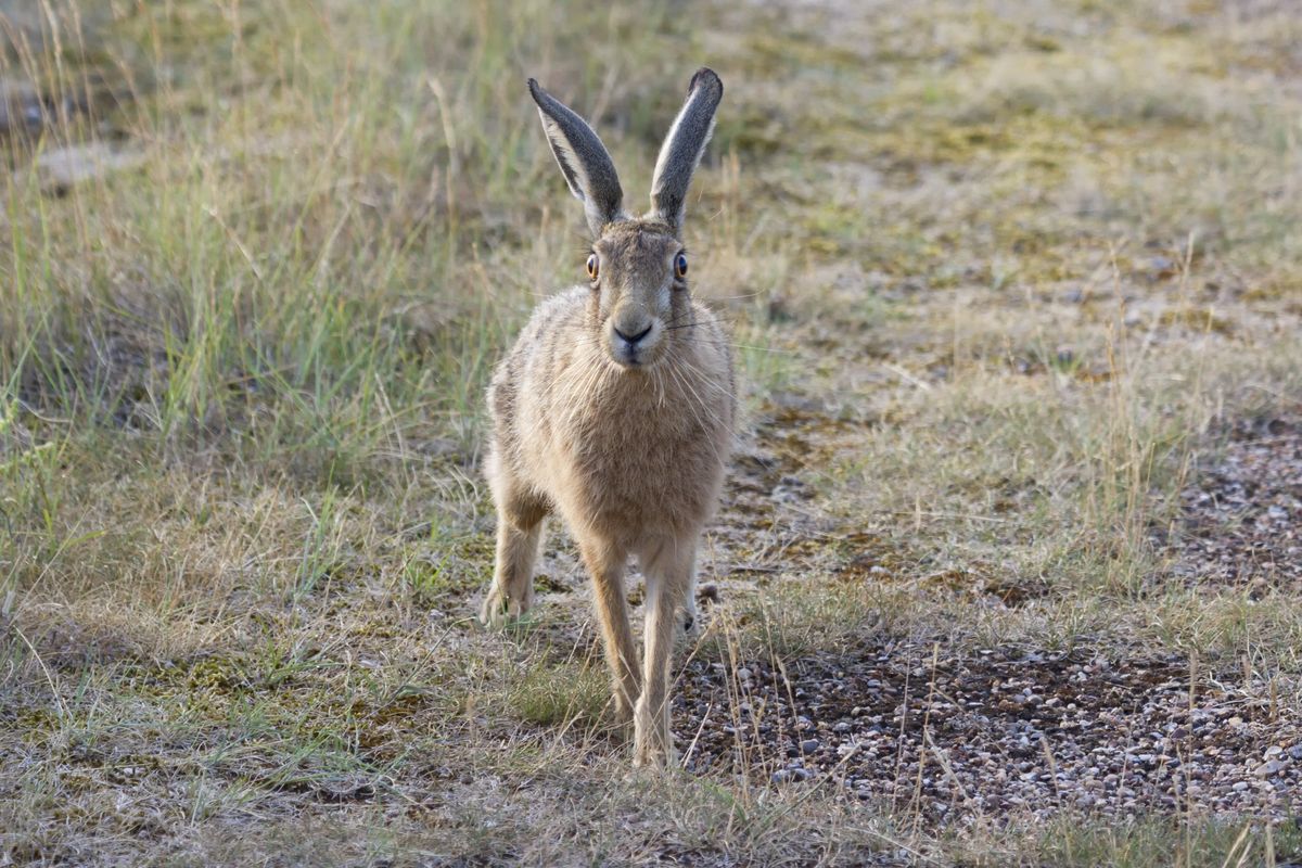 Guided Walk: Spot the Hare