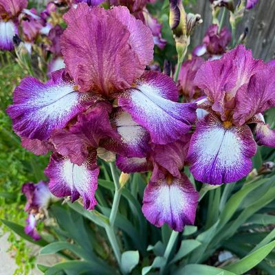 Boulder Garden Club