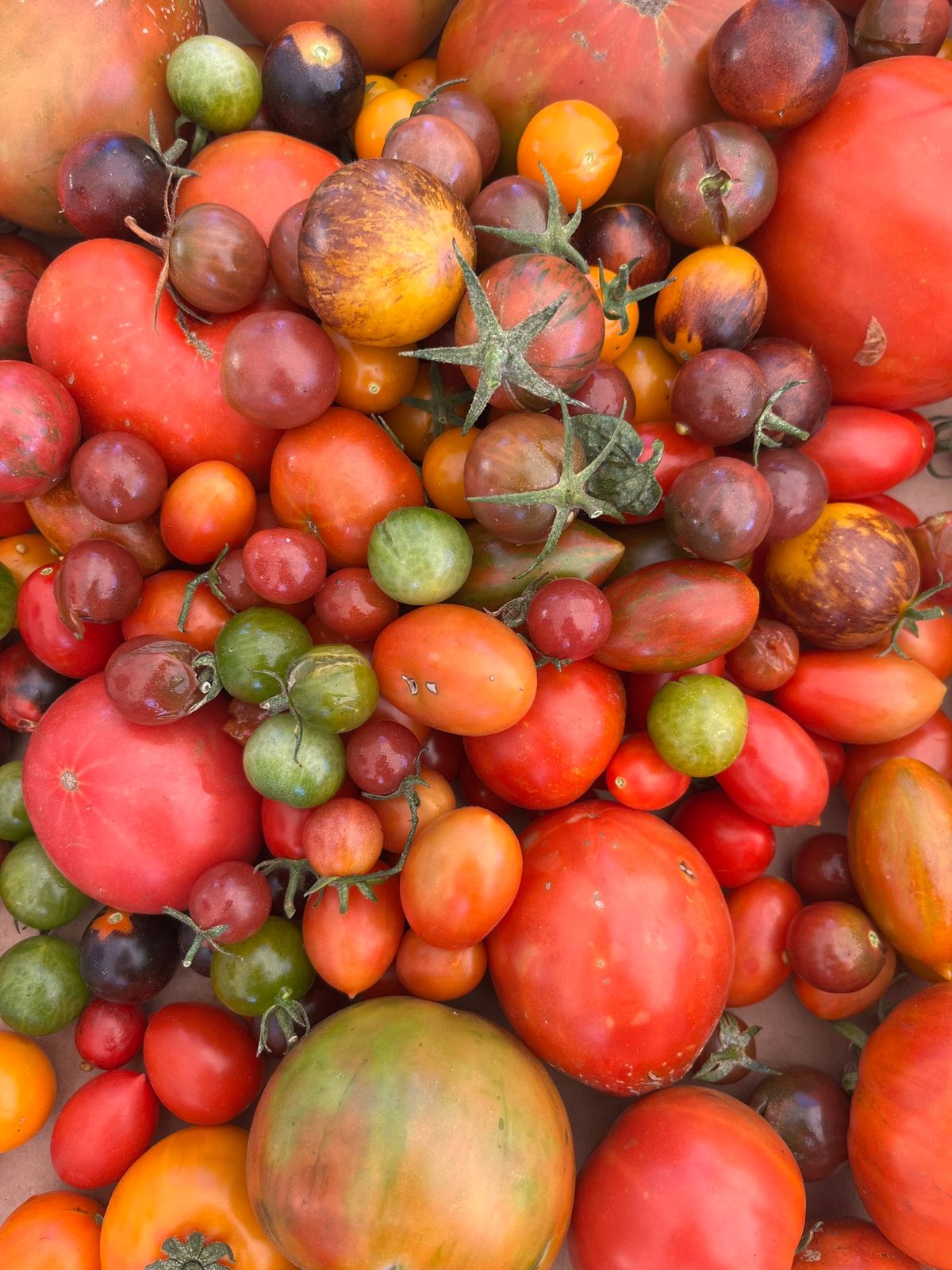 Learn to Successfully Grow Tomatoes - Cupertino