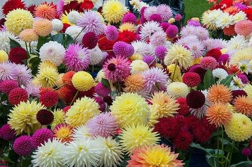 2025 Clutha Valley Flower Show