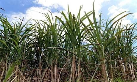 Spirits Class - Caribbean Rum