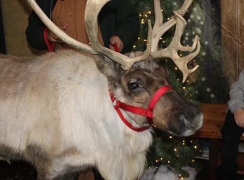 Live Reindeer Photo-Op & Festivities