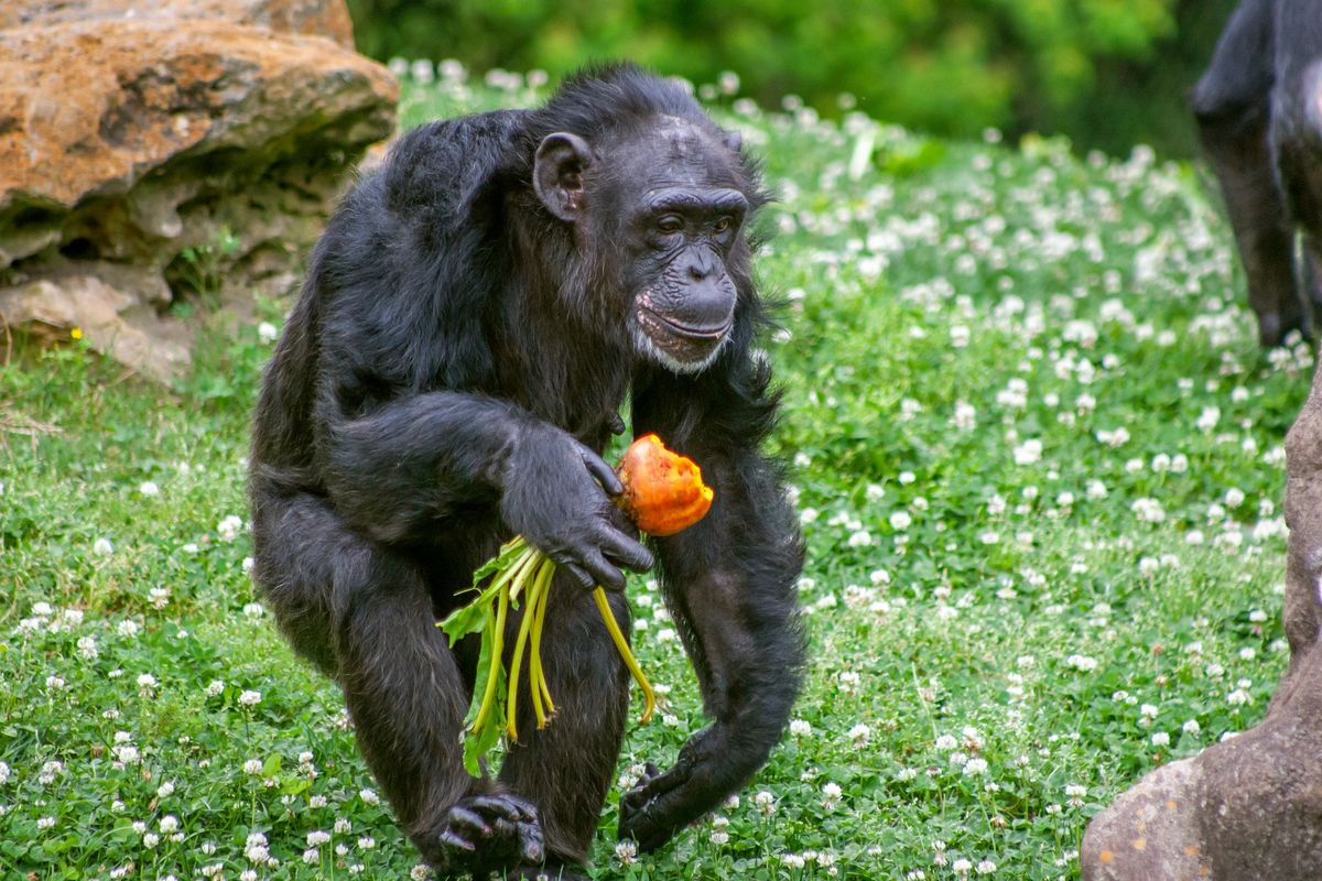 Volunteer Serve Day @ Zoo