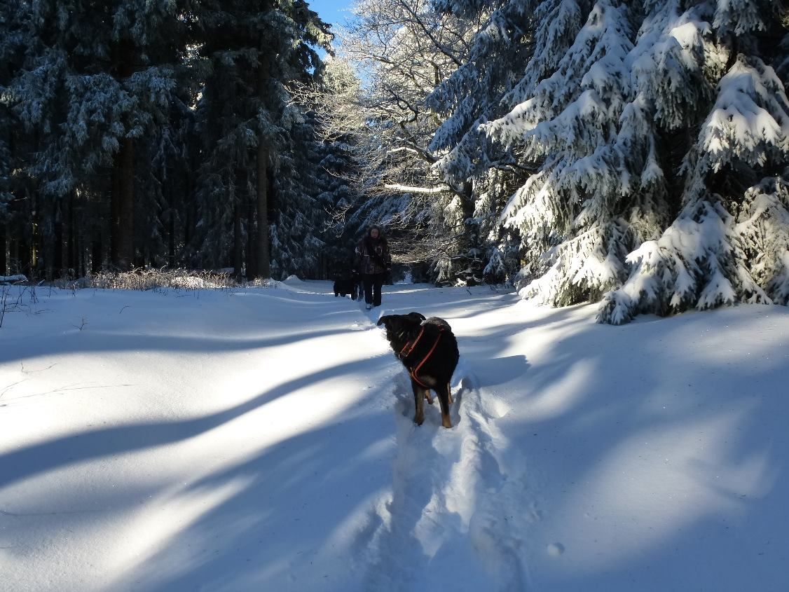 Jahresabschlusswanderung mit Hund 