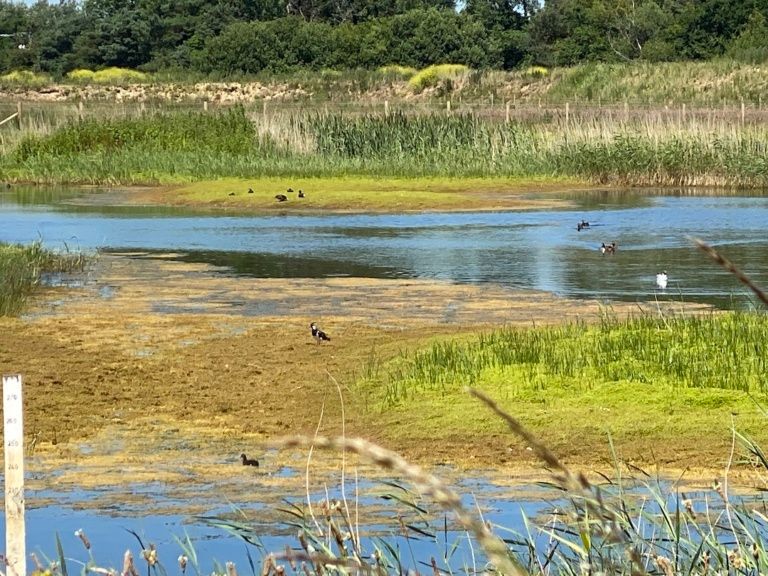 Coach trip: Sandwich Bay Bird Observatory