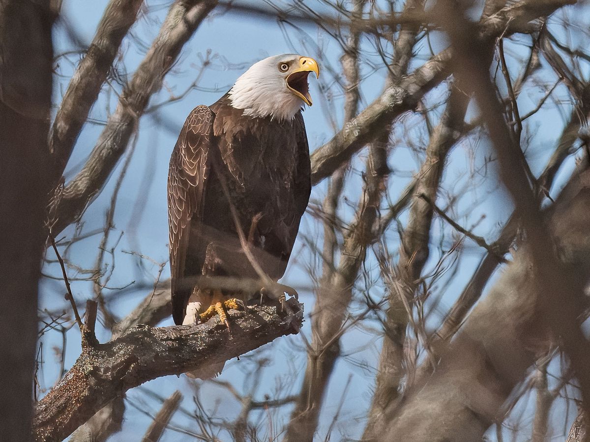 EOM 2025: Self-Guided Bald Eagle Driving Tour