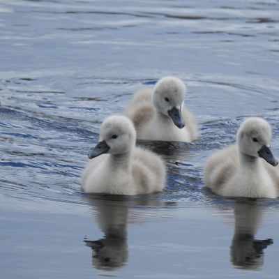 Fareham Local Wildlife Trust Group
