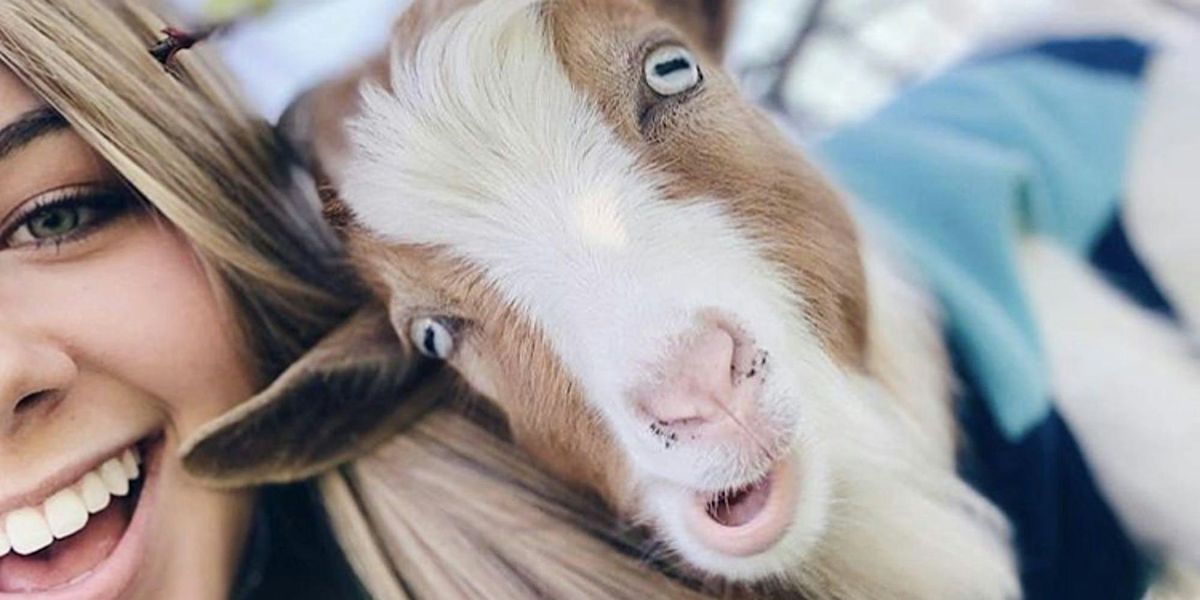 Halloween Goat Yoga!