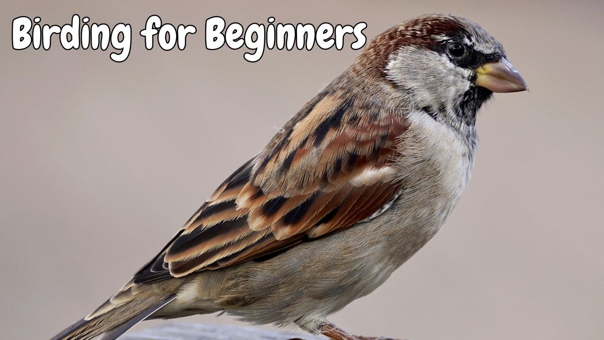 Birding for Beginners 