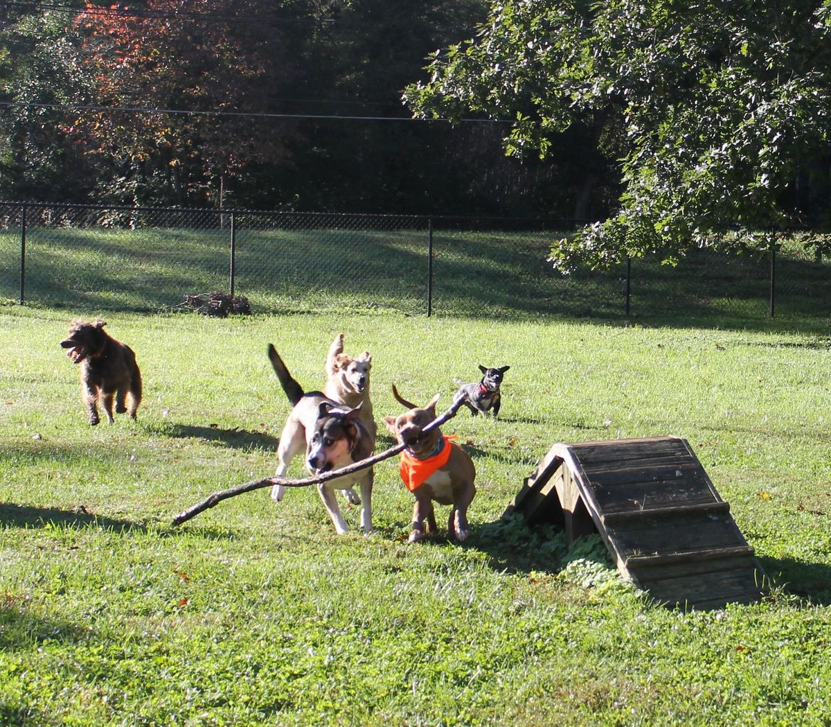 Dog Day at the Park