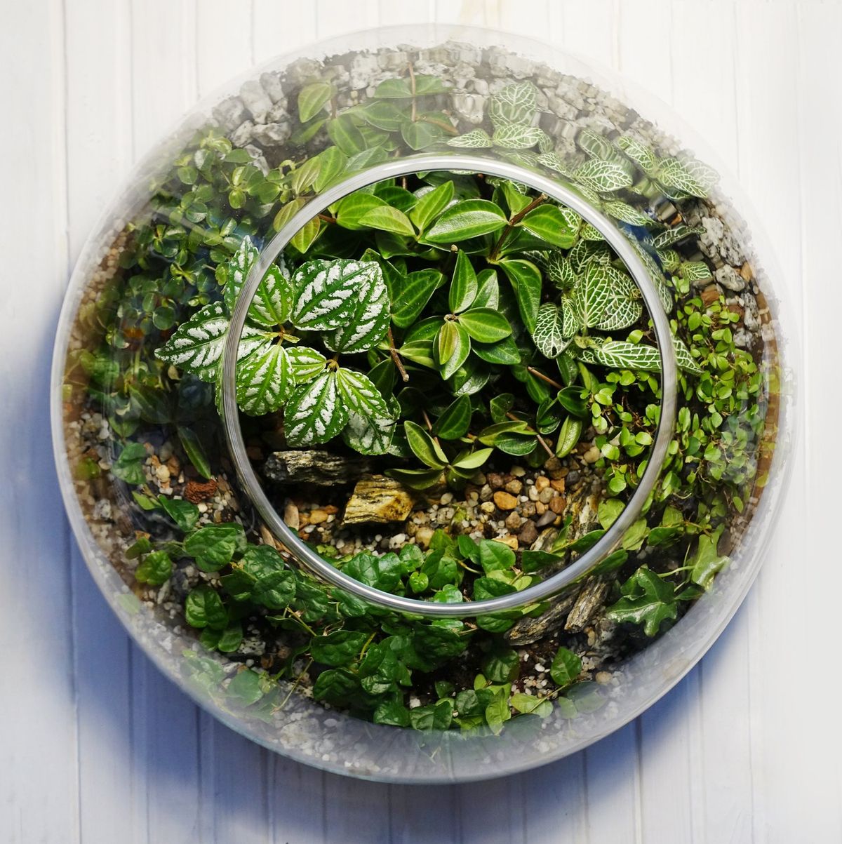 Tropical Sphere Terrariums