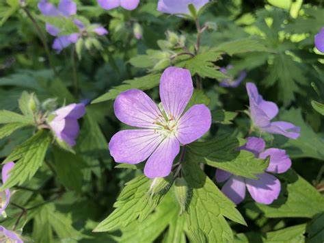 Spring Flora Wild Edible Hike